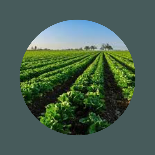 Arihant Min chem Manufacturing Agriculture grade calcite Powder